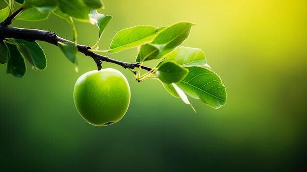 Foto gratuita chiuda sulla mela verde sul ramo