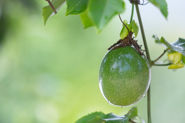 Close up of green aubergine growing in nature