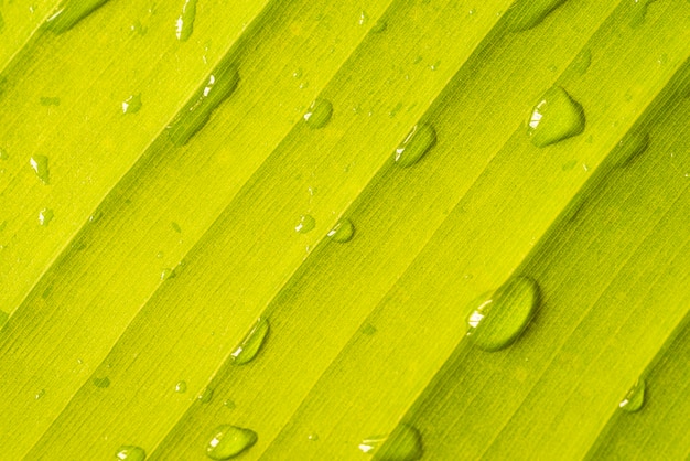 Close-up of green banana leaf