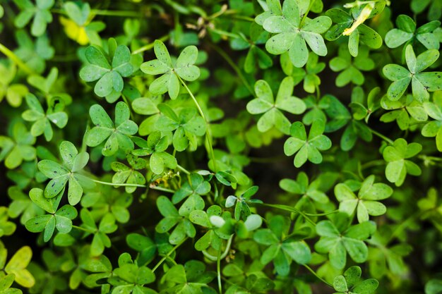 Close-up of green bermuda buttercup leaves