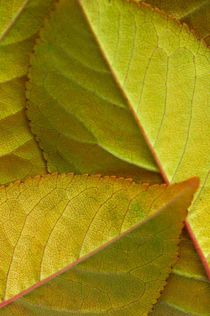 녹색과 갈색 잎의 클로즈업
