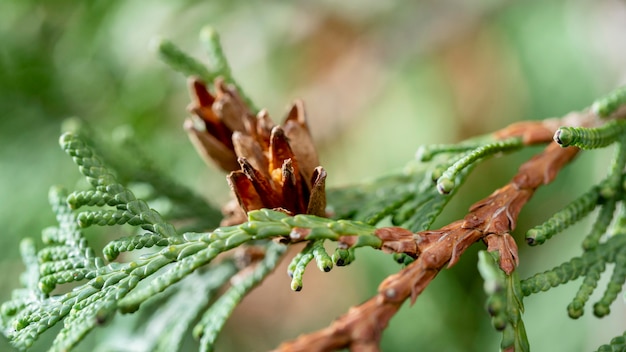 Close-up green and brown tree branch