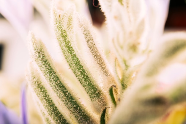 Foto gratuita close-up di gemme verdi