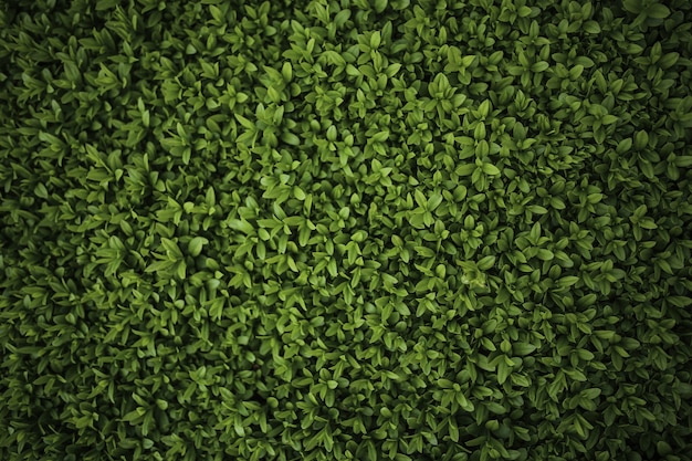 Close-up of green bush