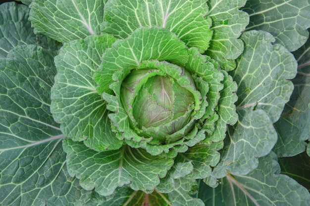 Close up green cabbage in garden field 