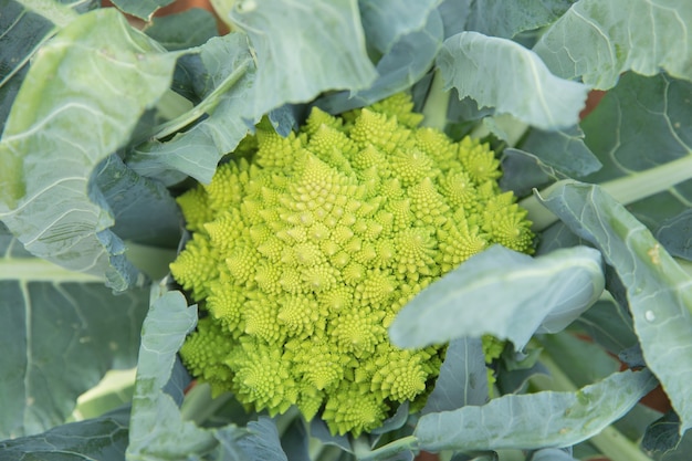 Close up green cabbage in garden field 