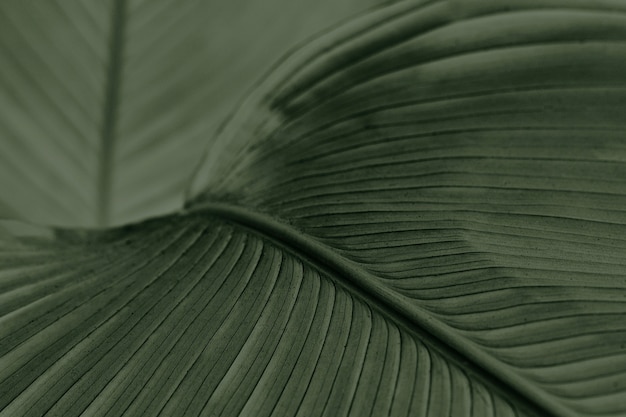 Close up of green Cigar flower leaves