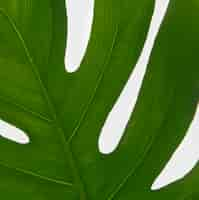 Free photo close-up green foliage leaf concept