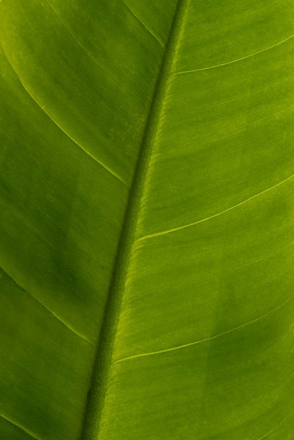 Free photo close-up green foliage leaf concept