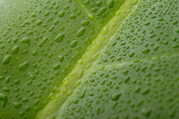 Close-up green foliage leaf concept