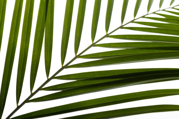 Close-up green foliage leaf concept