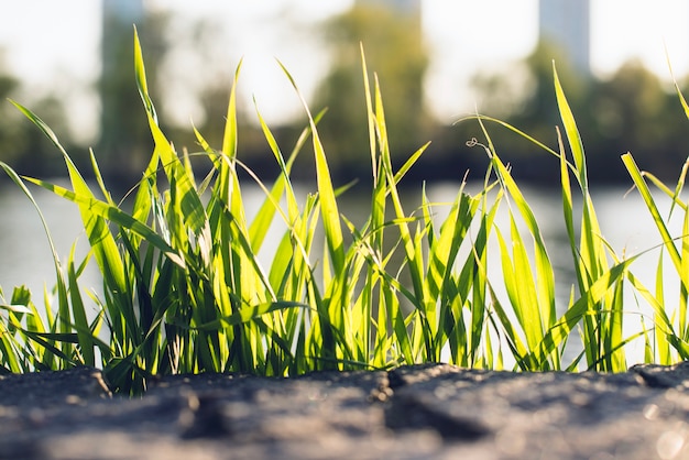 Close-up of green grass with blurred background