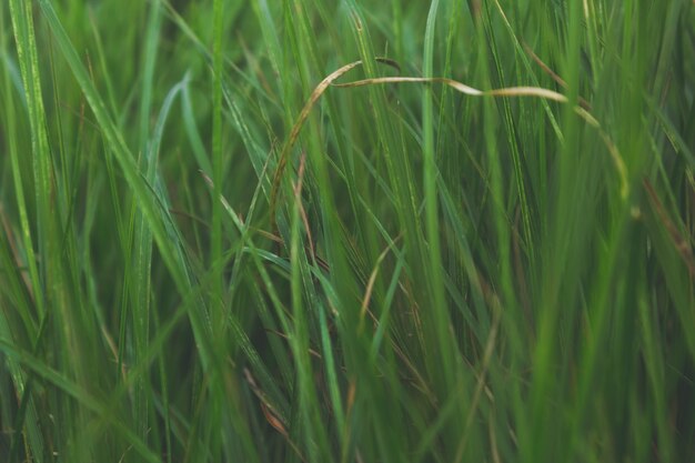 Close up green grass