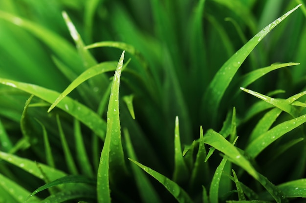 Close up of green grass