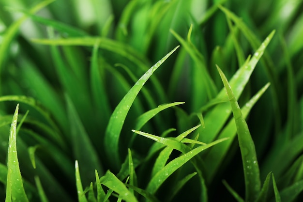 Close up of green grass