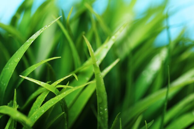 Зеленый цвет травы близкий вверх