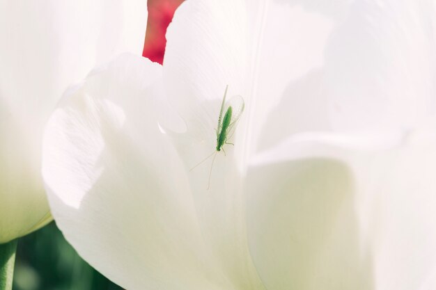 흰 꽃에 녹색 곤충의 클로즈업