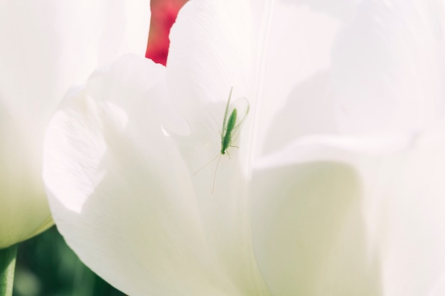 白い花の上に緑色の昆虫のクローズアップ