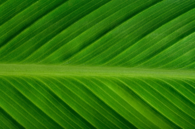 Close up green leaf line 