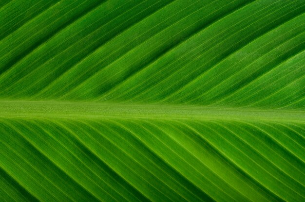 Close up green leaf line 