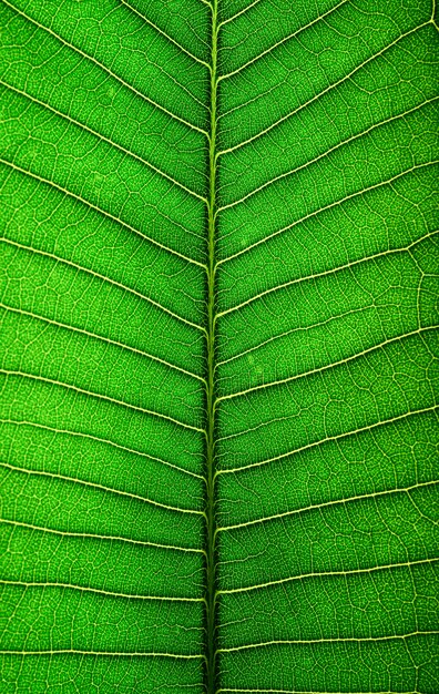 Close up green leaf line 