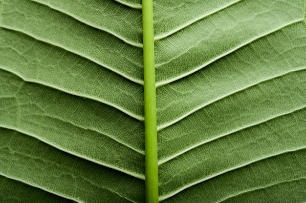 Close up green leaf line 