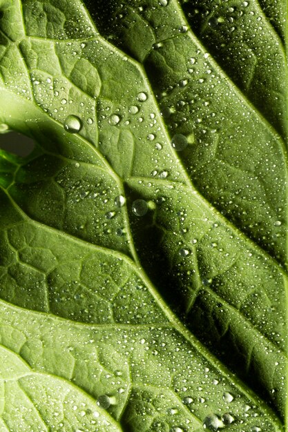 Close-up green leaf nerves with water drops