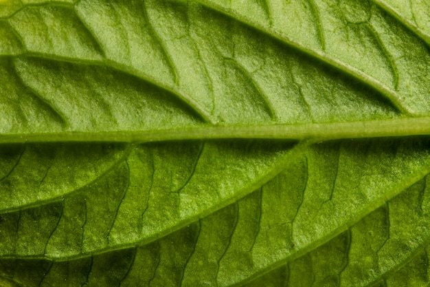 Крупным планом нервы зеленых листьев