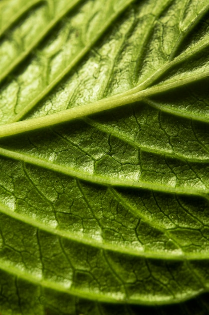 Close-up green leaf nerves