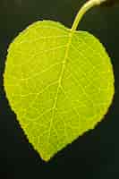 Free photo close-up green leaf nerves