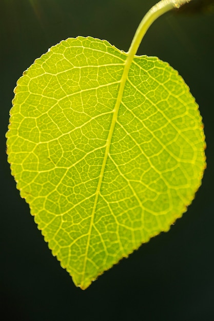 Крупным планом нервы зеленых листьев