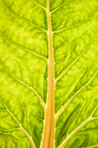 Close-up of green leaf stem