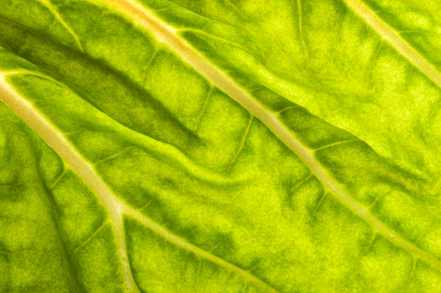 Close-up di foglia verde steli