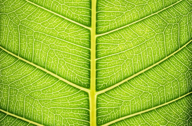 Free Photo close up green leaf texture