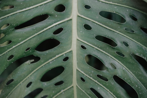 Close-up of green leaf texture