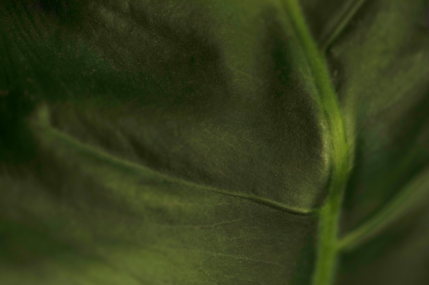 Close-up green leaf texture