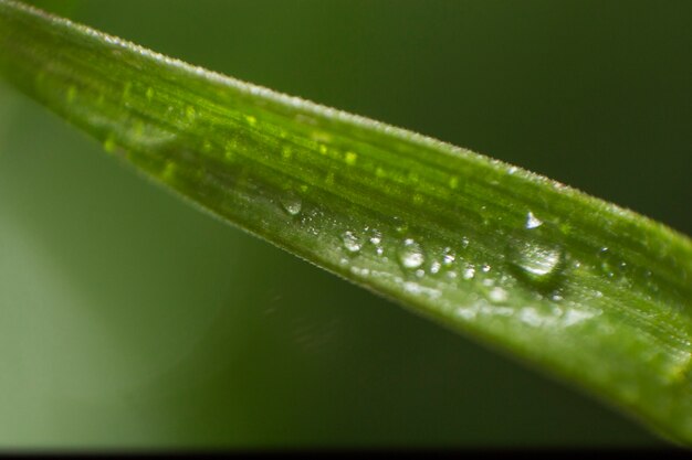 Close-up of green leaf with droplets