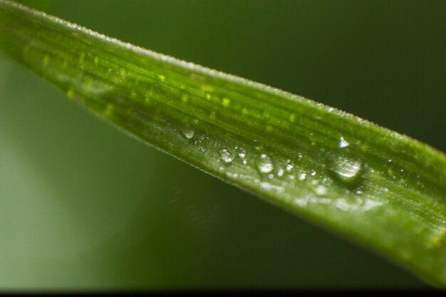 close-up of green leaf with droplets