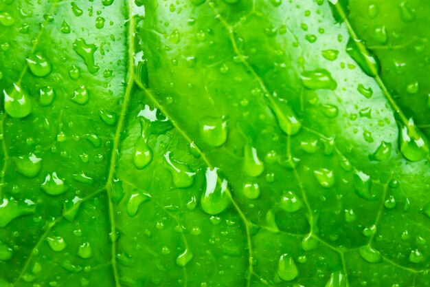 Крупным планом зеленых листьев с каплями воды