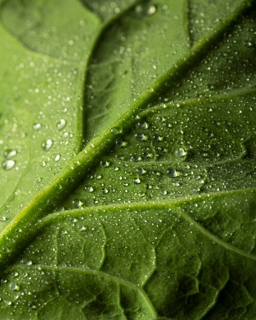 Крупным планом зеленый лист с каплями воды