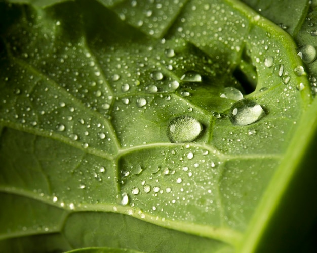 Close-up of green leaf with water drops