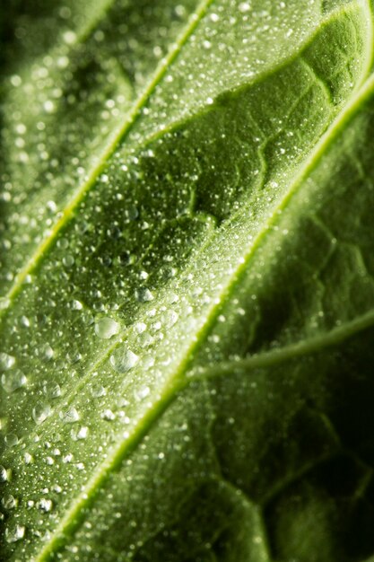 Крупным планом зеленый лист с каплями воды