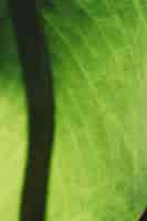 Free photo close up of green leaf