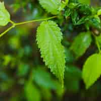 Free photo close up of green leaf