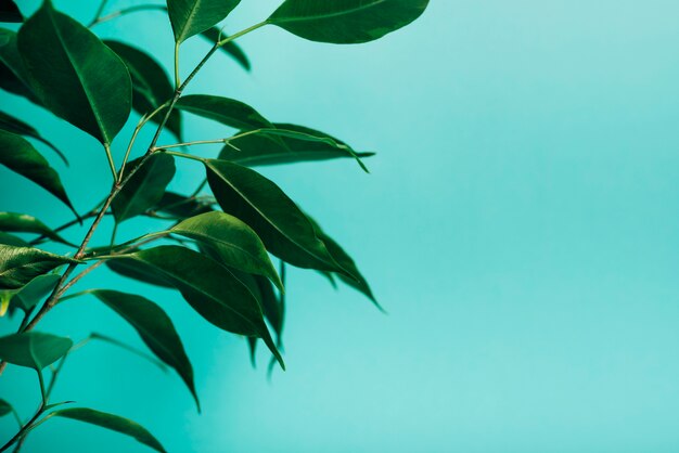 Free photo close-up of green leaves against turquoise background