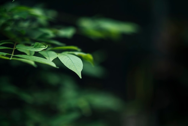 Close up of green leaves on blurred leaf background. 