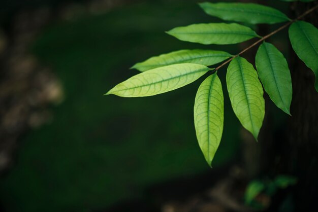 Close up of green leaves on blurred leaf background. 