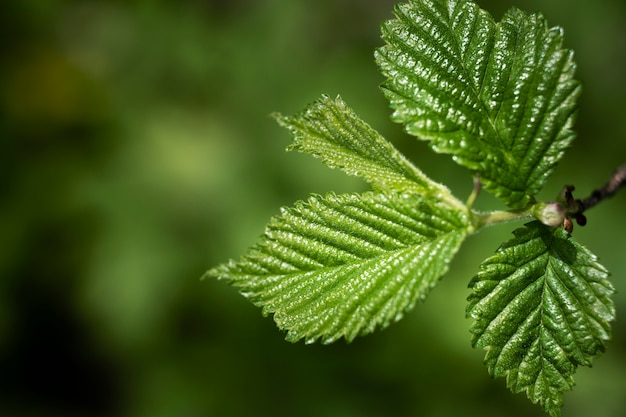 Close up on green leaves in nature