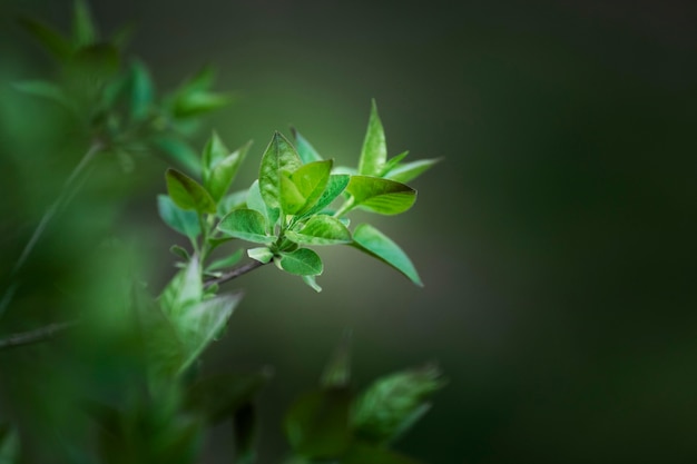 Close up on green leaves in nature