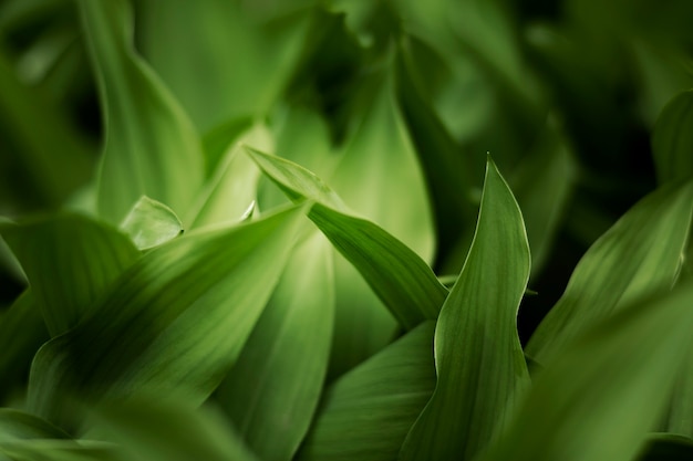 Close up on green leaves in nature